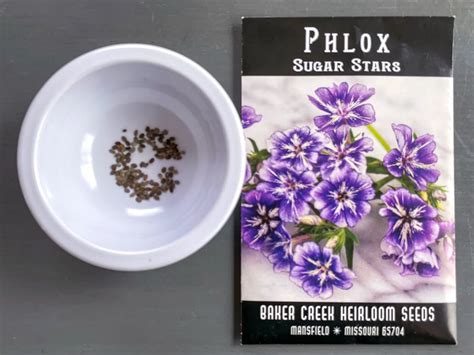 How to Grow Phlox from Seed - growhappierplants.com