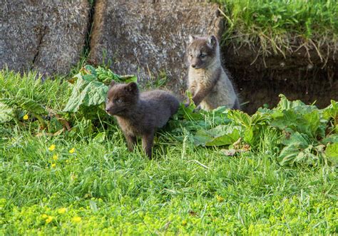 Arctic Fox Cubs Playing in Iceland Photograph by Venetia Featherstone-Witty - Fine Art America