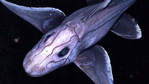15 Weirdest & Most Terrifying Deep-Sea Creatures Ever Discovered