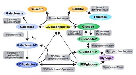 Galactosemia: MedlinePlus Genetics