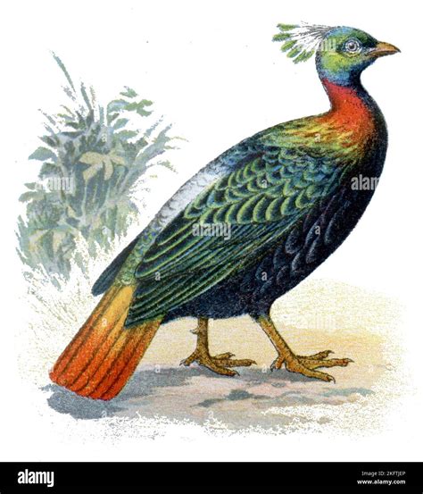 Himalayan Monal Lophophorus impejanus, (zoology book, 1913), Himalaya ...