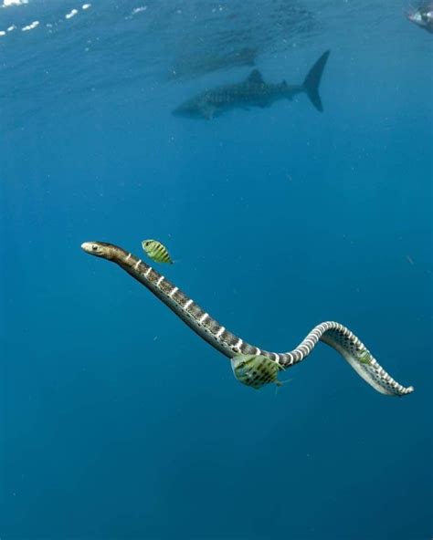 Hydrophis ocellatus. Sea snake. Credit Aimee Jan. | Sea snake, Ocean creatures, Ocean animals