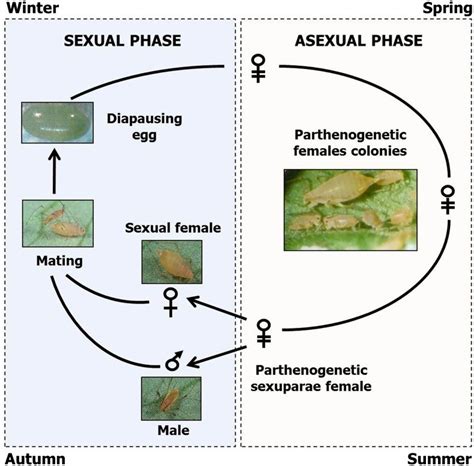 [DIAGRAM] Parthenogenesis Diagram Aphids - MYDIAGRAM.ONLINE