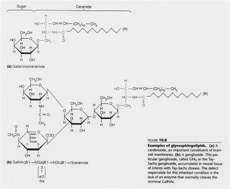 Examples of Glycosphingolipids