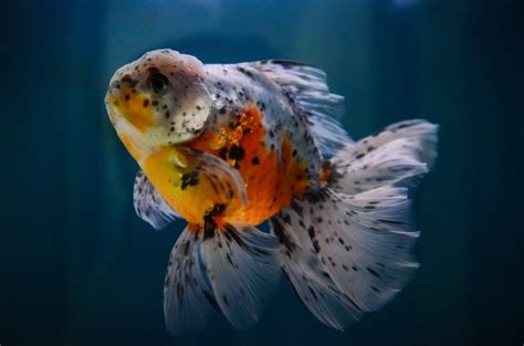 How to Tell the Sex of an Oranda Goldfish | Cuteness