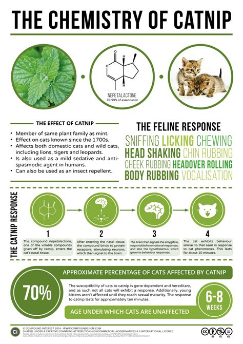 12 Things About Can Cats Eat Catnip Will Benefit Your Cats