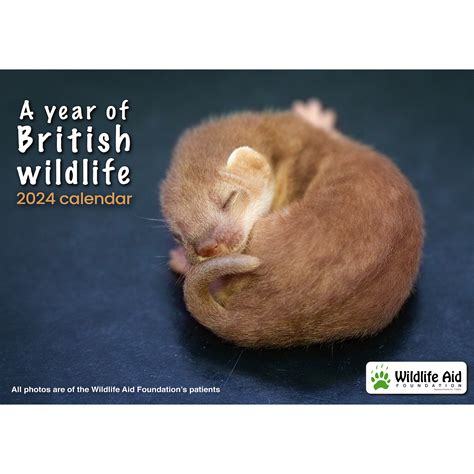 Bbc Wildlife Calendar 2024 - Adey Robinia