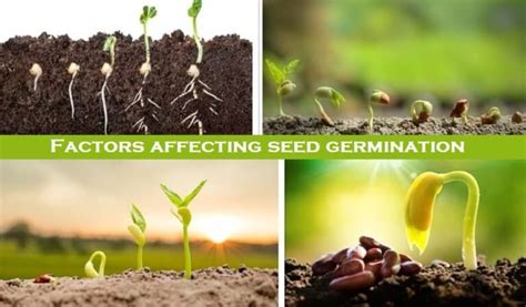 Basic 8 Factors affecting seed germination - Basic Agricultural Study