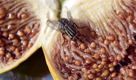 Mosca orientale della frutta, è stato d'emergenza - Corriere dell'Economia