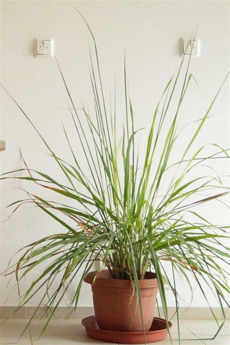 Tips for Growing Lemongrass Indoors | Gardener’s Path