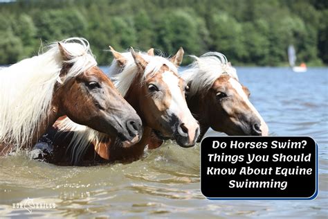 Do Horses Swim? [Everything to Know About Equine Swimming