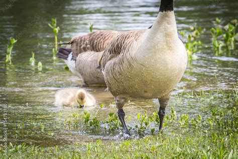 Goose, Gander and Gosling: Goose, Gander and Gosling graze in grass ...