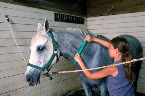 Horse care - Stock Image - P930/0388 - Science Photo Library