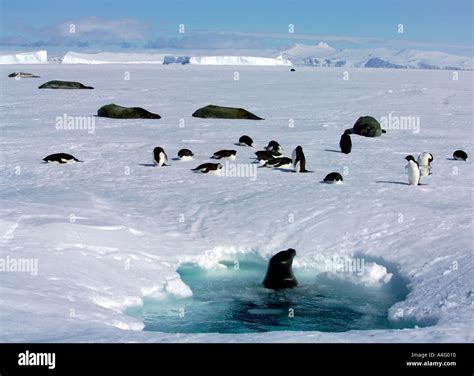 Weddell seals adelie penguins at ice hole Antarctica 5 1 04 Stock Photo - Alamy