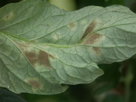 Tomato leaf mold - Alchetron, The Free Social Encyclopedia