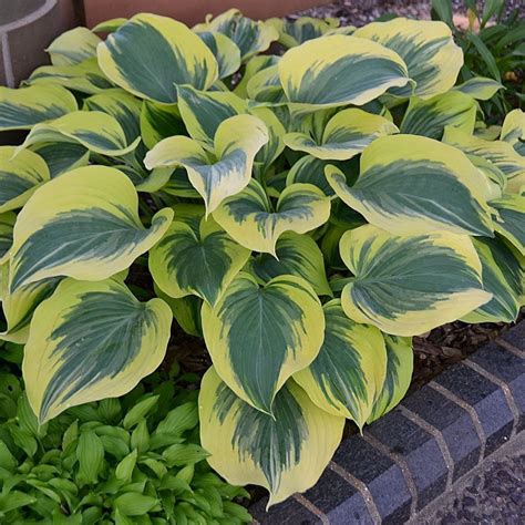 Hosta, Hosta Varieties & More | White Flower Farm