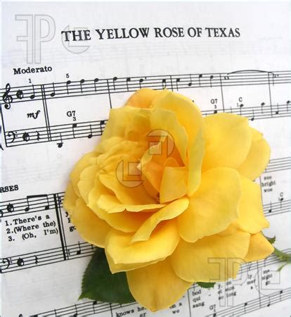 The Yellow Rose of Texas - The Blue and the Gray