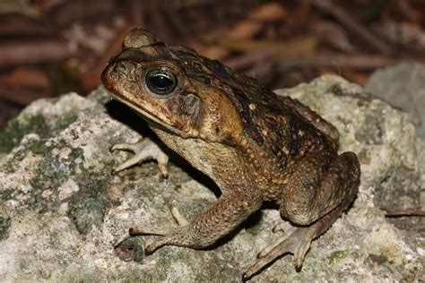 Massive, Poisonous Toads Pose Springtime Threat in Florida | Clearwater, FL Patch