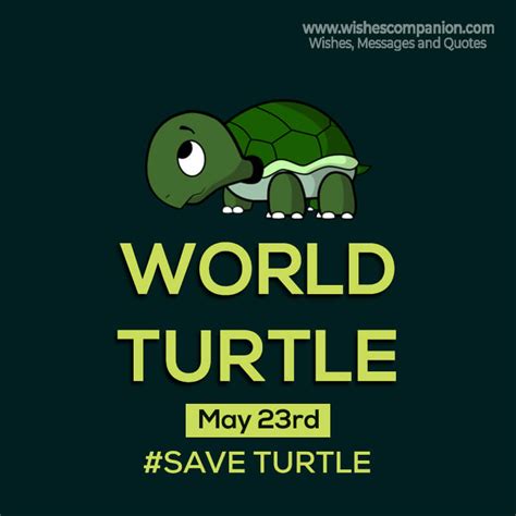 World Turtle Day Wishes, Messages and Quotes - Wishes Companion