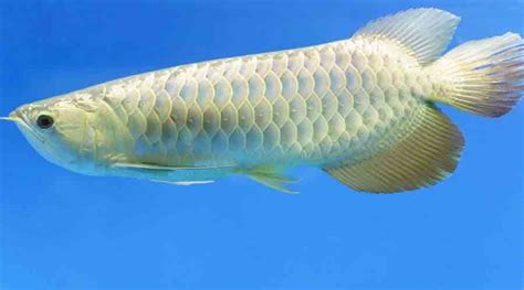 Platinum Arowana: A Unique Fish and Crazy Expensive