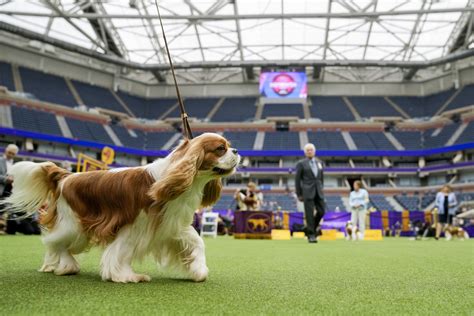 PHOTOS: Canines shine at 147th annual Westminster dog show - WTOP News