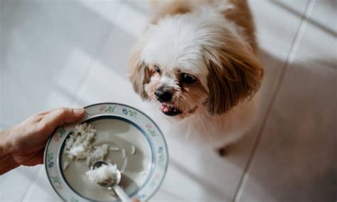 What to Feed a Dog With Diarrhea: 6 Foods to Try | BeChewy