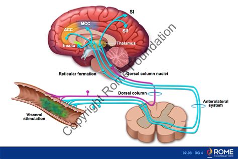 Basic Science 03 – Schematic overview of ascending pathways – Rome Online