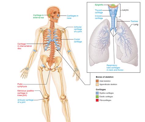 Representative locations of hyaline cartilage, elastic cartilage, and fibrocartilage are shown ...