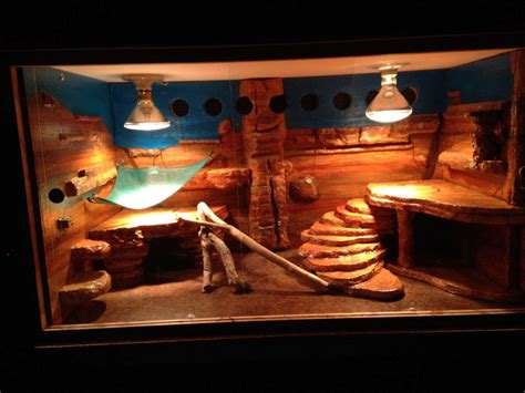 70+ Best Ideas Bearded Dragon Habitat | Pogona, Terrarium, Aquarium