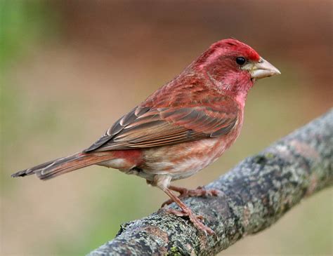 Finches of Arizona (12 Species with Pictures) - Wild Bird World