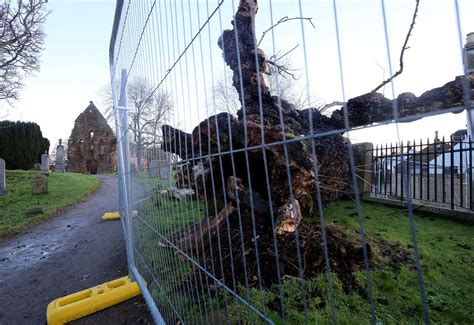 Update: Wood from Europe's oldest wych elm could be repurposed by community groups and artists ...