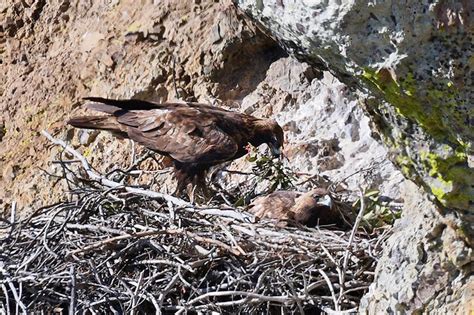 Golden Eagles Return to Pinnacles (U.S. National Park Service)