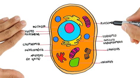 Actualizar más de 85 celula eucariota animal dibujo muy caliente - vietkidsiq.edu.vn