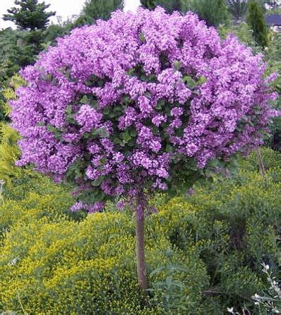 Dwarf Korean Lilac ‘Tree’ - Grasshopper Gardens