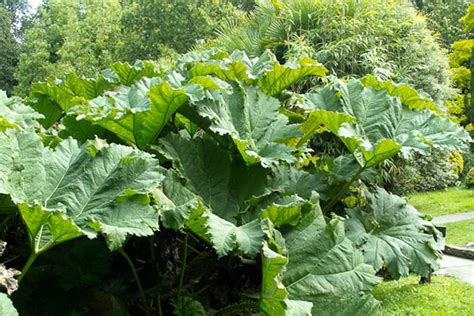 Giant Rhubarb | Invasive Plant Management