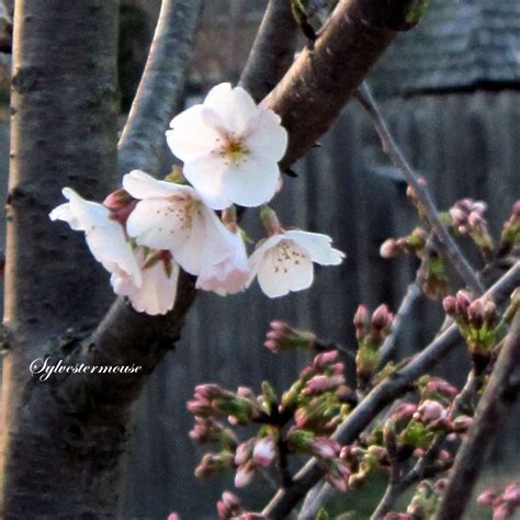 The Yoshino Cherry Tree - Easy Backyard Gardening