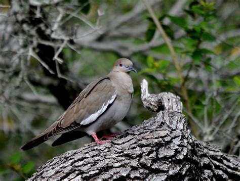 White-winged Dove | Audubon Field Guide