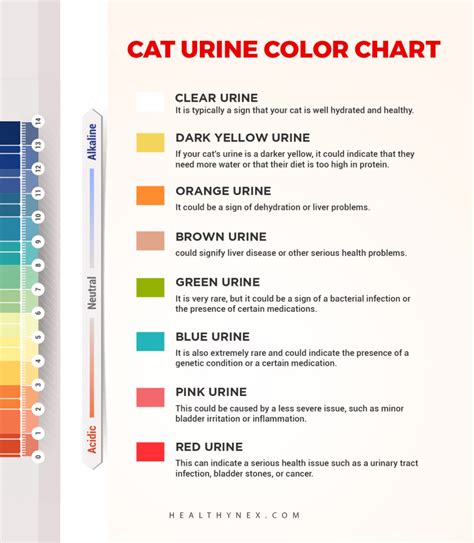 Cat Urine Color Chart: Normal To Unhealthy Pee Colors Guide