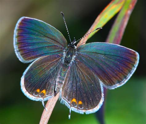 All of Nature: Eastern Tailed Blue-A Tiny Butterfly