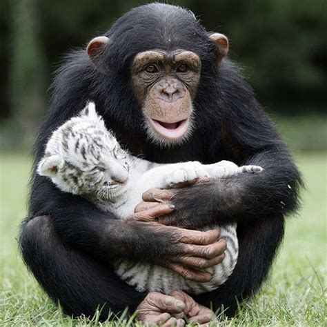 16 Unlikely Animal Friendships That Will Make You Melt