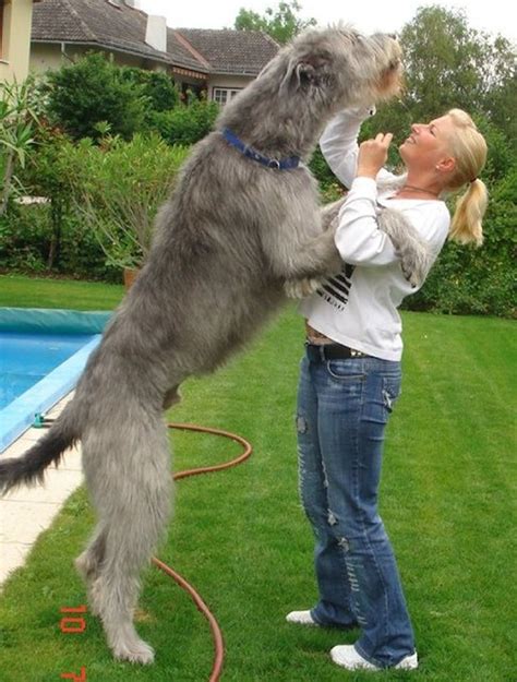 The tallest one! | Big dog breeds, Irish wolfhound, Large dog breeds