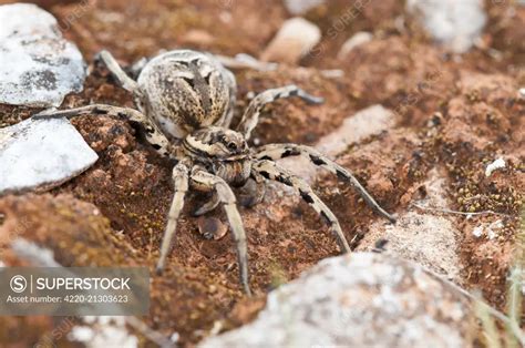 Tarantula Wolf Spider in habitat. Date: - SuperStock