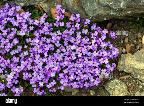 Rock Cress Aubrieta deltoidea, Ground cover Stock Photo - Alamy