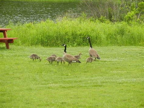 It's not just humans that enjoy the amenities offered at county parks in Lackawanna County, as ...