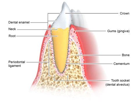 The Root Alveolus