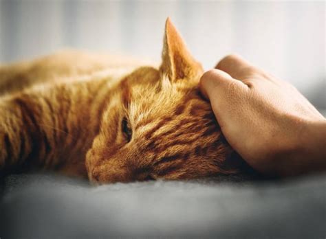 Prednisolone for Cats: Dosage, Safety & Side Effects - Cats.com