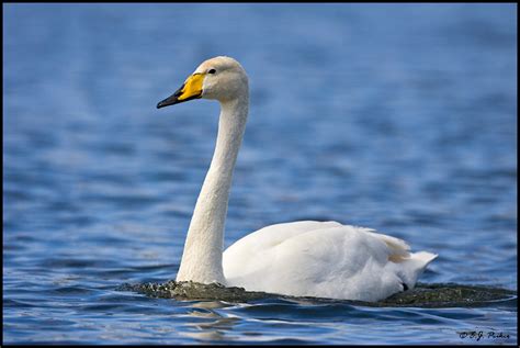 Whooper Swan Page