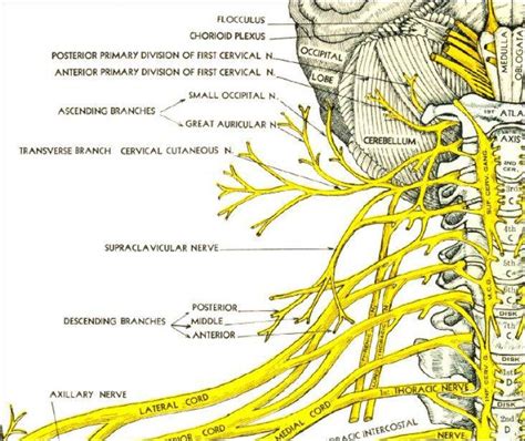 Cervical Nerves