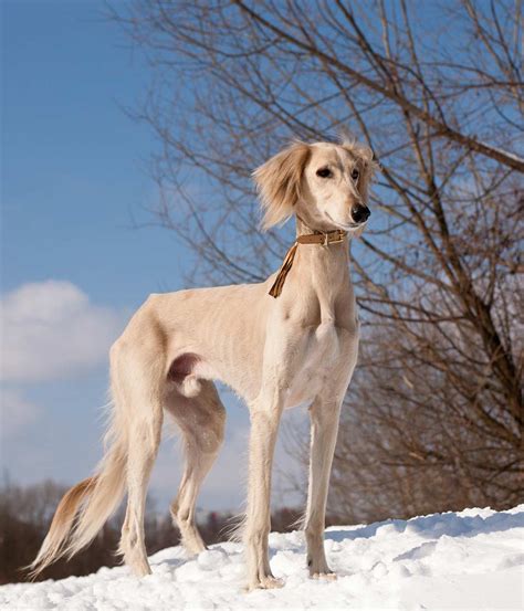 Saluki Dog Information Center - The Beautiful Breed with Lightning Speed