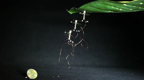 Harvard's RoboBee now perches on overhanging surfaces to preserve power ...